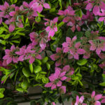 GloboStar® Artificial Garden CYPHEA HYSSOPIFOLIA 20350 Τεχνητό Διακοσμητικό Πάνελ Λουλουδιών - Κάθετος Κήπος σύνθεση Άνθος Κουφέας Μ50 x Π50 x Υ11cm - Image 6