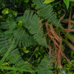 GloboStar® Artificial Garden JUNGLE FERN 20351 Τεχνητό Διακοσμητικό Πάνελ Φυλλωσιάς - Κάθετος Κήπος σύνθεση Ζούγκλα Φτέρης Μ100 x Π100 x Υ20cm - Image 6