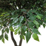 GloboStar® Artificial Garden BANYAN FICUS TREE 20361 Τεχνητό Διακοσμητικό Δέντρο Ινδική Συκιά Φίκος Υ300cm - Image 3