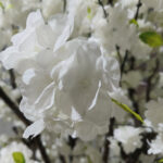 GloboStar® Artificial Garden BIANCA CHERRY BLOSSOM TREE 20362 Τεχνητό Διακοσμητικό Δέντρο Λευκό Άνθος Κερασιάς Υ350cm - Image 3