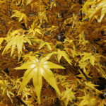 GloboStar® Artificial Garden WINTER MAPLE TREE 20364 Τεχνητό Διακοσμητικό Δέντρο Χειμωνιάτικος Σφένδαμος Υ350cm - Image 3