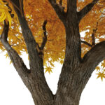 GloboStar® Artificial Garden WINTER MAPLE TREE 20364 Τεχνητό Διακοσμητικό Δέντρο Χειμωνιάτικος Σφένδαμος Υ350cm - Image 4