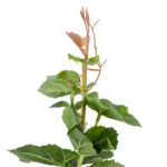 GloboStar® Artificial Garden VITIS GRAPE TREE 20379 Τεχνητό Διακοσμητικό Φυτό Άμπελος Υ90cm - Image 4