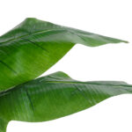 GloboStar® Artificial Garden BANANA STRELITZIA REGINAE 20381 - Τεχνητό Διακοσμητικό Φυτό  Μπανανιά - Στρελίτσια - Πουλί του Παραδείσου Υ230cm - Image 3