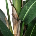 GloboStar® Artificial Garden BANANA TREE 20382 - Τεχνητό Διακοσμητικό Φυτό  Μπανανιά Υ300cm - Image 4