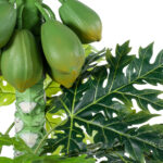 GloboStar® Artificial Garden PAPAYA TREE 20383 Τεχνητό Διακοσμητικό Φυτό  Παπάγια Υ270cm - Image 3