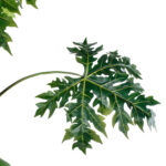 GloboStar® Artificial Garden PAPAYA TREE 20383 Τεχνητό Διακοσμητικό Φυτό  Παπάγια Υ270cm - Image 5