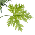 GloboStar® Artificial Garden PAPAYA TREE 20383 Τεχνητό Διακοσμητικό Φυτό  Παπάγια Υ270cm - Image 6