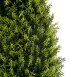 GloboStar® Artificial Garden CYPRESSUS SEMPERVIRENS 20396 Τεχνητό Διακοσμητικό Φυτό Μεσογειακό Κυπαρίσσι Υ180cm - Image 3