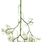 GloboStar® Artificial Garden EUCALYPTUS HANGING BRANCH 20409 Τεχνητό Διακοσμητικό Κρεμαστό Φυτό Ευκάλυπτος Υ89cm - Image 4