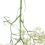 GloboStar® Artificial Garden EUCALYPTUS HANGING BRANCH 20412 Τεχνητό Διακοσμητικό Κρεμαστό Φυτό Ευκάλυπτος Υ90cm - Image 4