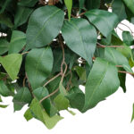 GloboStar® Artificial Garden FICUS BENJAMINA TREE 20432 Τεχνητό Διακοσμητικό Φυτό Φίκος Μπενζαμίνη Υ300cm - Image 3
