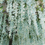GloboStar® Artificial Garden WISTERIA FLOWER TREE 20433 Τεχνητό Διακοσμητικό Δέντρο Βιστερία Υ340cm - Image 3