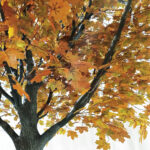 GloboStar® Artificial Garden ACER RUBRUM SYCAMORE TREE 20437 Τεχνητό Διακοσμητικό Δέντρο Κόκκινος Σφένδαμος Υ400cm - Image 3