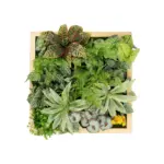 GloboStar® Artificial Garden VARIOUS PLANT 20641 Τεχνητό Διακοσμητικό Φυλλωσιάς σε Ξύλινο Πάνελ - Κάθετος Κήπος Μιξ Μ60 x Π60 x Υ32cm - Image 2