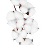 GloboStar® Artificial Garden COTTON BRANCH 20558 Τεχνητό Διακοσμητικό Κλαδί βαμβάκι Υ45cm - Image 3