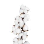 GloboStar® Artificial Garden COTTON BRANCH 20559 Τεχνητό Διακοσμητικό Κλαδί βαμβάκι Y55cm - Image 3