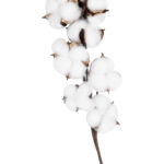 GloboStar® Artificial Garden COTTON BRANCH 20559 Τεχνητό Διακοσμητικό Κλαδί βαμβάκι Y55cm - Image 4