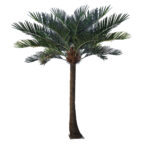 GloboStar® Artificial Garden COCONUT PALM TREE 20594 Τεχνητό Διακοσμητικό Φοινικόδεντρο Κοκοφοίνικας Υ500cm - Image 2