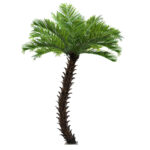 GloboStar® Artificial Garden PHOENIX ROEBELENII PALM TREE 20596 Τεχνητό Διακοσμητικό Φυτό Φοινικόδεντρο Ρομπελίνι Εξωτερικού Χώρου IP68 UV Certified Protection Υ500cm - Image 2
