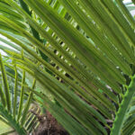GloboStar® Artificial Garden PHOENIX ROEBELENII PALM TREE 20596 Τεχνητό Διακοσμητικό Φυτό Φοινικόδεντρο Ρομπελίνι Εξωτερικού Χώρου IP68 UV Certified Protection Υ500cm - Image 3