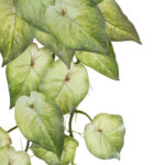 GloboStar® Artificial Garden SYNGONIUM HANGING PLANT 20598 Τεχνητό Διακοσμητικό Κρεμαστό Φυτό Συγκόνιο Υ50cm - Image 3