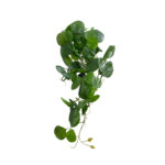 GloboStar® Artificial Garden HANGING PEPEROMIA 20599 Τεχνητό Διακοσμητικό Κρεμαστό Φυτό Πεπερόμια Μ30 x Π31 x Υ50cm - Image 2
