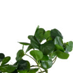 GloboStar® Artificial Garden HANGING PEPEROMIA 20599 Τεχνητό Διακοσμητικό Κρεμαστό Φυτό Πεπερόμια Μ30 x Π31 x Υ50cm - Image 4