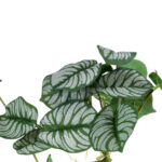 GloboStar® Artificial Garden HANGING ALOCASIA 20601 Τεχνητό Διακοσμητικό Κρεμαστό Φυτό Αλοκάσια Μ28 x Π27 x Υ50cm - Image 4