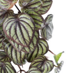 GloboStar® Artificial Garden PEPEROMIA HANGING PLANT 20602 Τεχνητό Διακοσμητικό Κρεμαστό Φυτό Πεπερόμια Υ45cm - Image 3