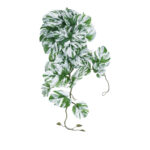 GloboStar® Artificial Garden ALBINO MONSTERA HANGING PLANT 20606 - Τεχνητό Διακοσμητικό Κρεμαστό Φυτό Μονστέρα Υ45cm - Image 2