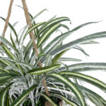 GloboStar® Artificial Garden CHLOROPHYTUM COMOSUM HANGING PLANT 20638 Τεχνητό Κρεμαστό Διακοσμητικό Χλωρόφυτο  Y50cm - Image 5