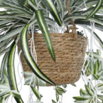 GloboStar® Artificial Garden CHLOROPHYTUM COMOSUM HANGING PLANT 20638 Τεχνητό Κρεμαστό Διακοσμητικό Χλωρόφυτο  Y50cm - Image 6