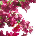 GloboStar® Artificial Garden BOUGAUVILLEA 20670 Τεχνητό Διακοσμητικό Δέντρο με Ανθη Μπουκανβίλιας Φουξ Υ250cm - Image 3