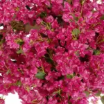 GloboStar® Artificial Garden BOUGAINVILLEA BLOSSOM 20672 Τεχνητό Διακοσμητικό Δέντρο Άνθος Μπουκαμβίλιας Μ230 x Π100 x Υ250cm - Image 3