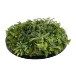 GloboStar® Artificial Garden VARIOUS PLANTS ROUND WALL DISC 20689 Τεχνητό Διακοσμητικό Στρογγυλό Πάνελ Φυλλωσιάς - Κάθετος Κήπος Μιξ Μ70 x Π70 x Υ15cm - Image 5