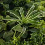 GloboStar® Artificial Garden VARIOUS PLANTS ROUND WALL DISC 20689 Τεχνητό Διακοσμητικό Στρογγυλό Πάνελ Φυλλωσιάς - Κάθετος Κήπος Μιξ Μ70 x Π70 x Υ15cm - Image 6