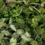 GloboStar® Artificial Garden VARIOUS PLANTS ROUND WALL DISC 20690 Τεχνητό Διακοσμητικό Στρογγυλό Πάνελ Φυλλωσιάς - Κάθετος Κήπος Μιξ Μ80 x Π80 x Υ20cm - Image 6