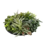 GloboStar® Artificial Garden VARIOUS PLANTS ROUND WALL DISC 20691 Τεχνητό Διακοσμητικό Στρογγυλό Πάνελ Φυλλωσιάς - Κάθετος Κήπος Μιξ Μ60 x Π60 x Υ20cm - Image 4