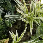 GloboStar® Artificial Garden VARIOUS PLANTS ROUND WALL DISC 20691 Τεχνητό Διακοσμητικό Στρογγυλό Πάνελ Φυλλωσιάς - Κάθετος Κήπος Μιξ Μ60 x Π60 x Υ20cm - Image 6