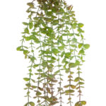 GloboStar® Artificial Garden HANGING EUCALYPTUS 20810 Τεχνητό Διακοσμητικό Κρεμαστό Φυτό Ευκάλυπτος Μ16 x Π9 x Υ105cm - Image 3
