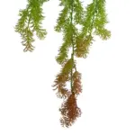 GloboStar® Artificial Garden HANGING CYPRESS 20822 Τεχνητό Διακοσμητικό Κρεμαστό Φυτό Κυπαρίσσι Μ25 x Π15 x Υ80cm - Image 4