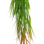 GloboStar® Artificial Garden HANGING CORN GRASS  20826 Τεχνητό Διακοσμητικό Κρεμαστό κλαδί Καλαμπόκι Μ23 x Π10 x Υ91cm - Image 3