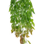 GloboStar® Artificial Garden HANGING LIMA BEAN 20846 Τεχνητό Διακοσμητικό Κρεμαστό Φυτό Φασόλι Λίμα Μ29 x Π10 x Υ86cm - Image 3