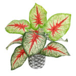 GloboStar® Artificial Garden CALADIUM 20891 Τεχνητό Διακοσμητικό Φυτό Τροπικό Φυτό Καλάδιο Φ40 x Υ33cm - Image 2