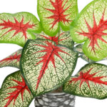 GloboStar® Artificial Garden CALADIUM 20891 Τεχνητό Διακοσμητικό Φυτό Τροπικό Φυτό Καλάδιο Φ40 x Υ33cm - Image 3