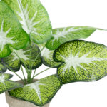 GloboStar® Artificial Garden CALADIUM POTTED PLANT 20894 Διακοσμητικό Φυτό Καλάντιουμ Φ40 x Υ33cm - Image 3