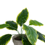 GloboStar® Artificial Garden YELLOW HOSTA PLANT 20899 Τεχνητό Διακοσμητικό Φυτό Κίτρινη Χόστα Φ45 x Υ40cm - Image 3