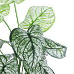 GloboStar® Artificial Garden CALADIUM 20908 Διακοσμητικό Φυτό Καλάδια Υ75cm - Image 3