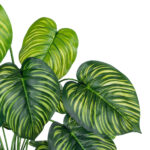 GloboStar® Artificial Garden CALATHEA PLANT 20912 Διακοσμητικό Φυτό Καλαθέα Φ55 x Υ75cm - Image 3